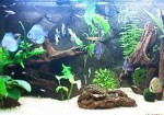 aquarios-e-peixes-em-embu-das-artes-1440953592
