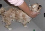 banho-e-tosa-de-animais-em-embu-das-artes-1440953667