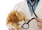 clinicas-veterinarias-em-embu-das-artes-1440953826