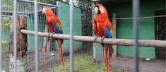 criadores-de-animais-em-embu-das-artes-1440953889