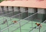 hotel-para-animais-em-embu-das-artes-1440954364
