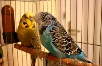 Big Pet - Foto 1