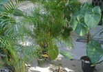 plantas-ornamentais-em-embu-das-artes-1441020277