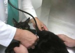 veterinários-em-embu-das-artes-1440954816