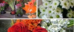 floricultura-em-embu-das-artes-1441110359